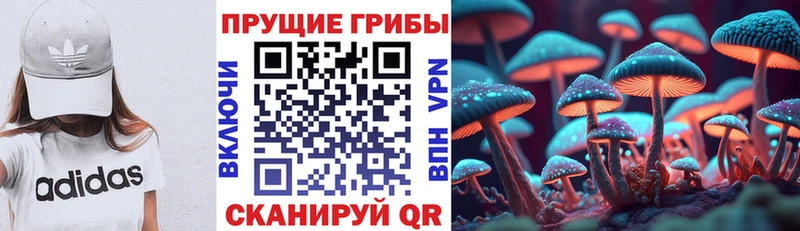 Псилоцибиновые грибы Cubensis  OMG как зайти  Шадринск 